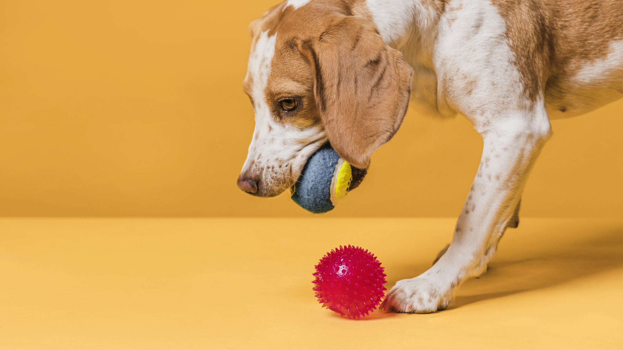 Can Your Pet’s Toys Contain Asbestos