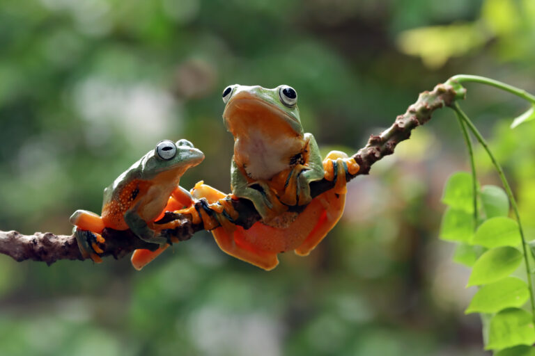 How Asbestos Pollution Impacts Wildlife and Ecosystems