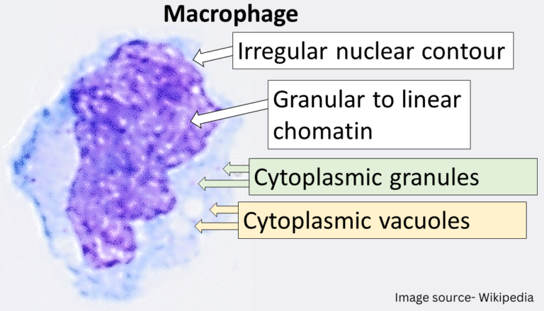 Macrophage